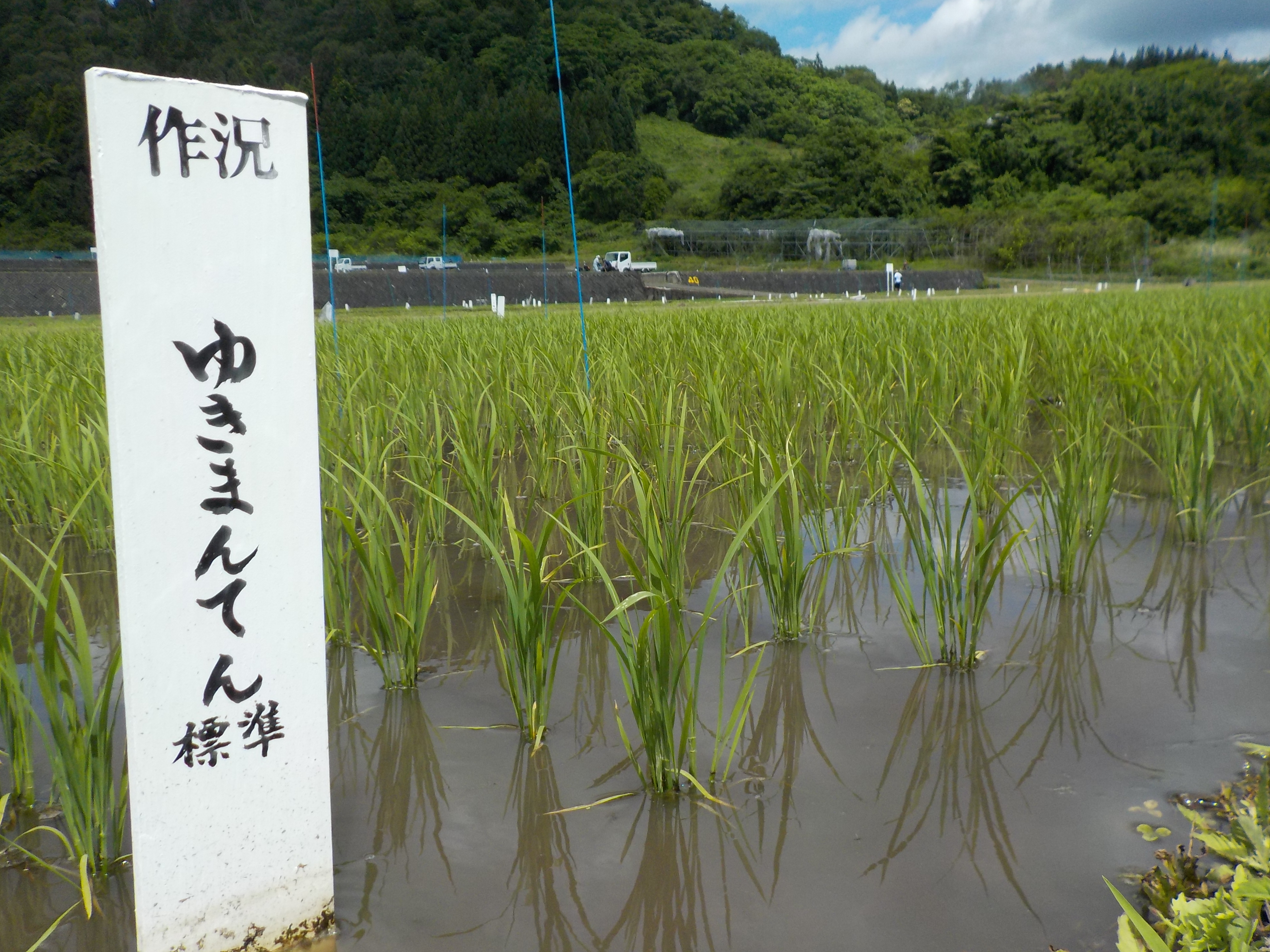 「ゆきまんてん」ほ場の状況