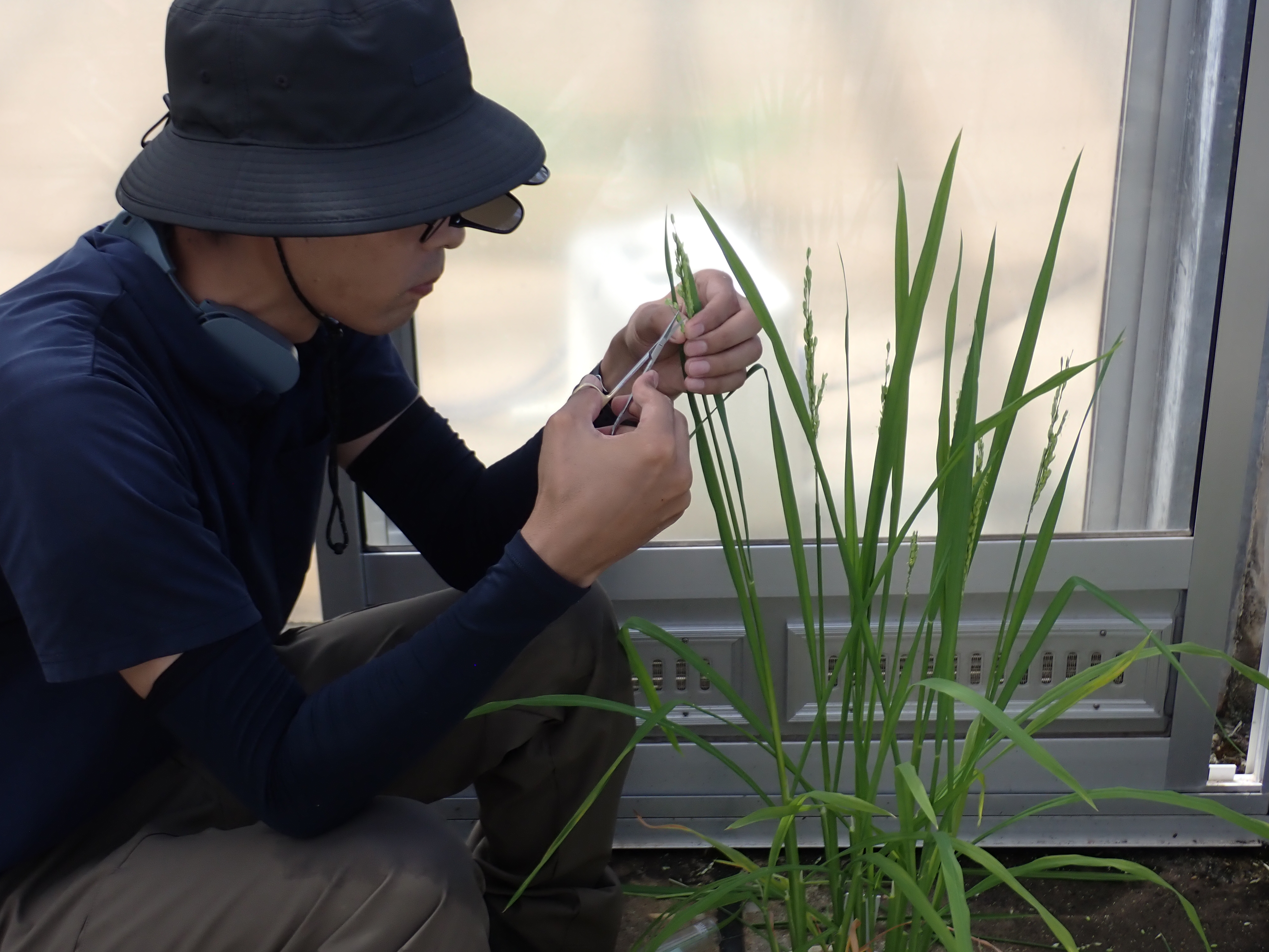 交配作業の様子