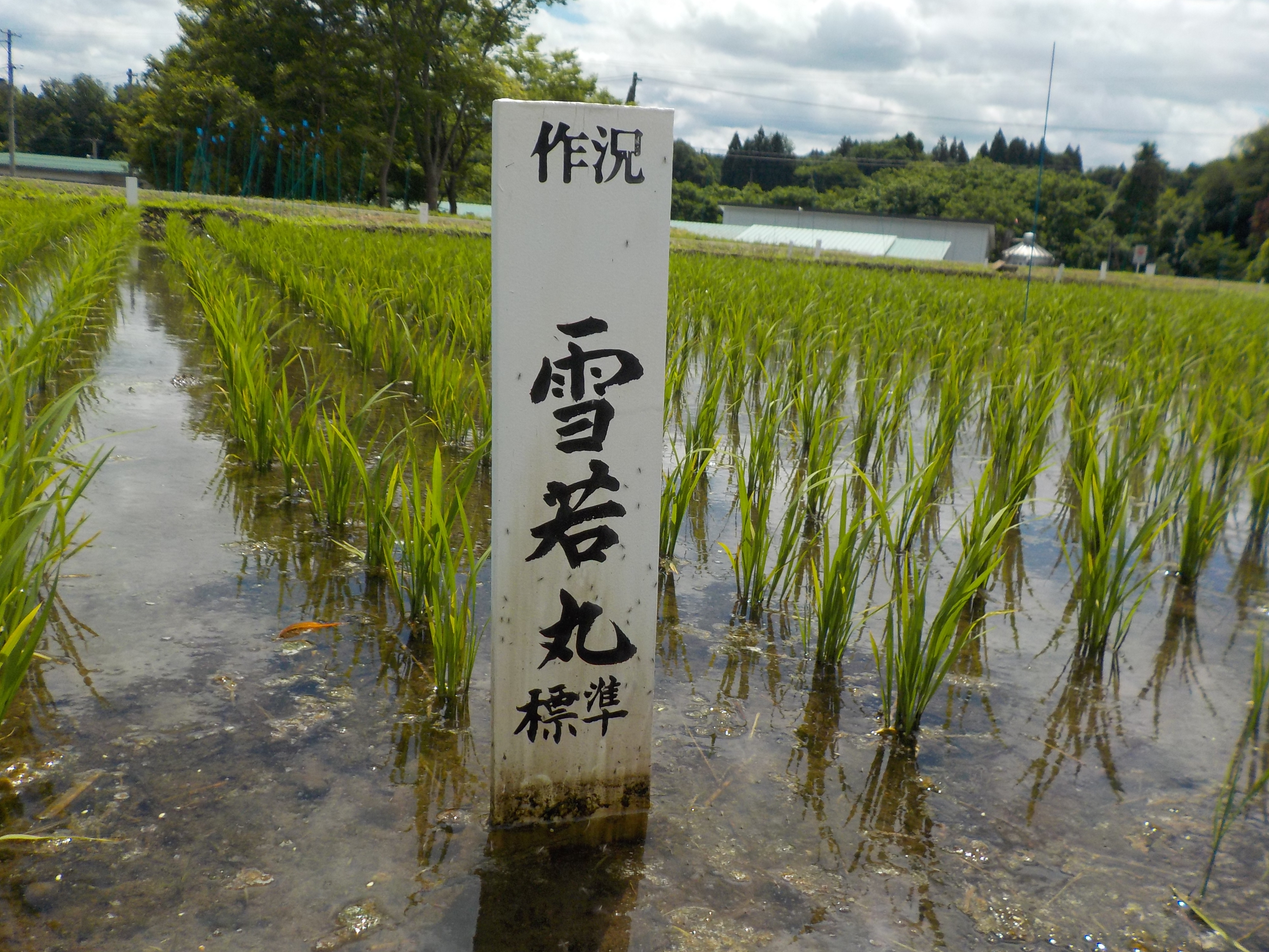 「雪若丸」ほ場の状況